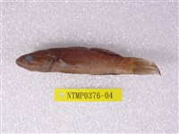 藏品(黑塘鱧)的圖片